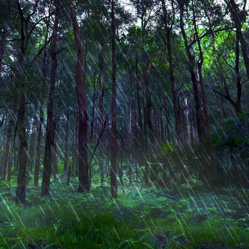 Rain Falling Sounds In Australian Forest (75 Minutes)