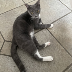 [FNF] Majin Sonic X Caleb City