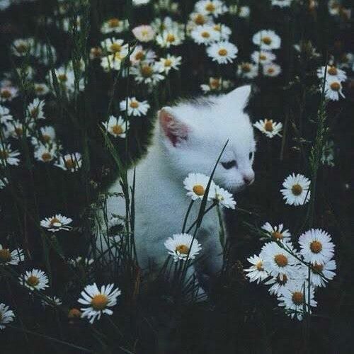 main agar kahoon (slowed + reverb)