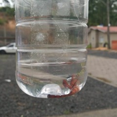 Mulher encontra escorpião dentro de casa no Condomínio Moradas da Serra