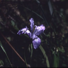butterfly effect