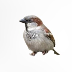wrubel1,5