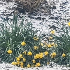 Acoustic Endeavor performs Fade Into You