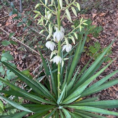 rock-solid-(devil-be-gone)”