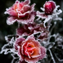 Cold My Heart (prod. $imblack)