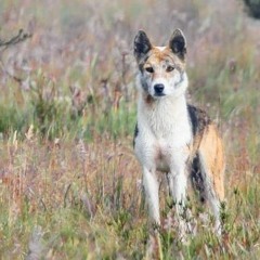 Call for MLA to give more funding for wild dog control
