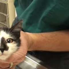 Best Cat Ruptured Eye Treatment Cost Reviews