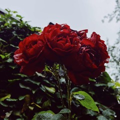 Shades of You