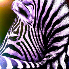 I AM ZEBRA