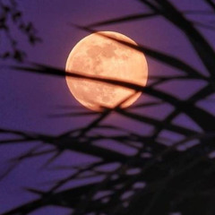 Vampiro - French Police