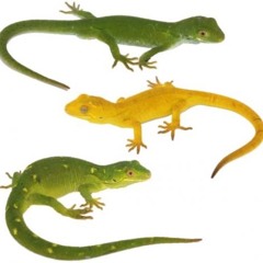 Echo Gecko