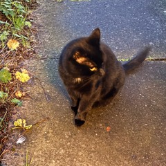 looking 4 a ghetto Xmas