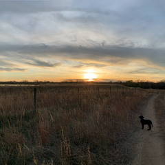 Dirt Roads With Dandelions