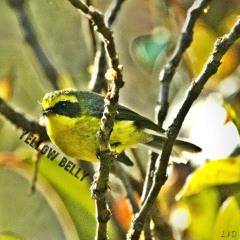 Yellow Belly