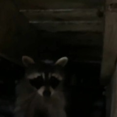 AAAC Wildlife Removal of San Antonio - AAAC Wildlife Removal San Antonio