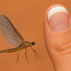 Mayfly