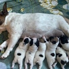 French Bulldog Puppies For Sale Near Me
