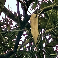 Autumn furls her withered leaves