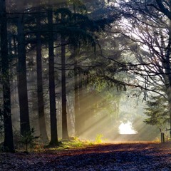 Calling on the LIght within