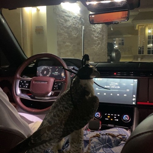 يا ساكن القلب و الشريان و عروقي