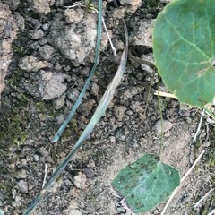 Diary of a Stick Insect 13_09_21