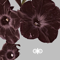 black petunia