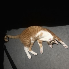 로우파이가 썩 마음에 든 고양이