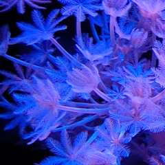 The Core (Song idea)