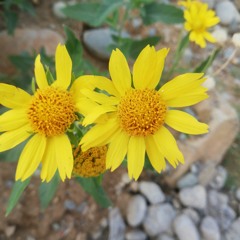 Yao nazar nazar kata wo - Pashto