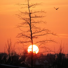 Dawn