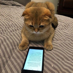 скину (feat.bensu)