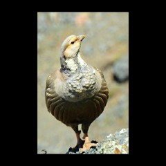 Goldenpartridge کبک زری