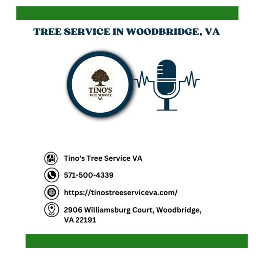 how-to-tell-if-a-tree-needs-to-be-removed-in-woodbridge-va