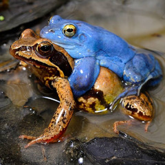 Here Comes The Flood!