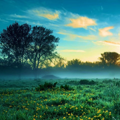 Progressive Meadows 14