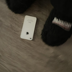 losing dogs flip