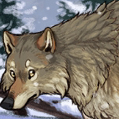 Takoda the Wolf