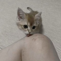 あなたにどく(remix//cover) - 猫を撃て！！！