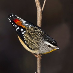 2024.06.02 Spotted Pardalote. Ngarkat. Dawn. Early Winter.