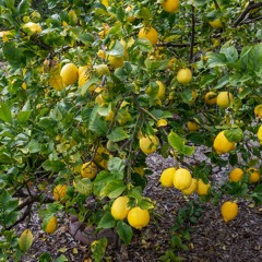 Lemon Tree