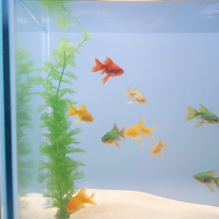 这条小鱼在乎 - 王铮亮 小九 石凯 阿如那【三公 披荆斩棘的哥哥4】