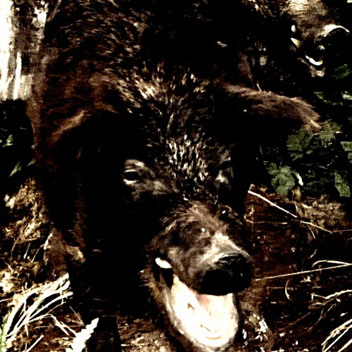 [FREE] DISTORTED TRAP METAL WARFILL X PRXJEK X NATEC TYPE BEAT - "MUTILATION"