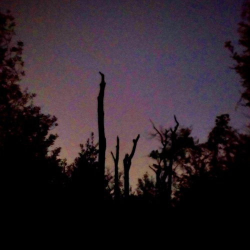 Creaky Tree Isolated SOE Shertler