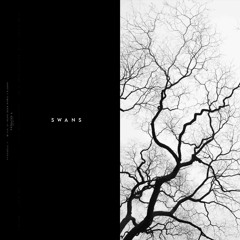 Swans [feat. Sarah Jerrari]