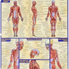 Muscular System (Quick Study Academic)