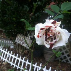 егоркрид король ск