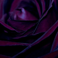 ambien†