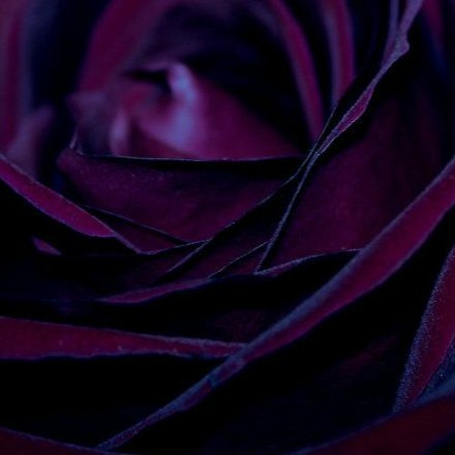 ambien†