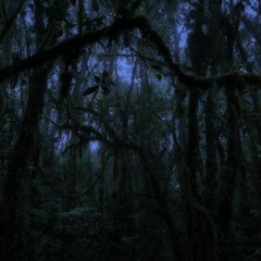 Night in the Colombian Cloud Forest w/ Owl