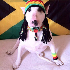 bomboclaat dog. @zvmt1 @zani #oldfile #tang
